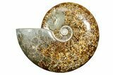 Polished Ammonite (Cleoniceras) Fossil - Madagascar #372960-1